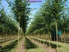 СуперОЗЕЛЕНЕНИЕ - растения из лучших питомников Германии, хвойные и лиственные, розы, живые изгороди и рододендроны!
