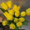 Продам луковицы тюльпанов