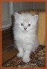 Невские маскарадные котята из питомника НЕВАда