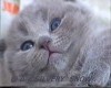 Британские плюшевые котята