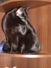 Бомбейский котик